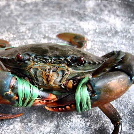 Singapore Ultimate Crab Feast