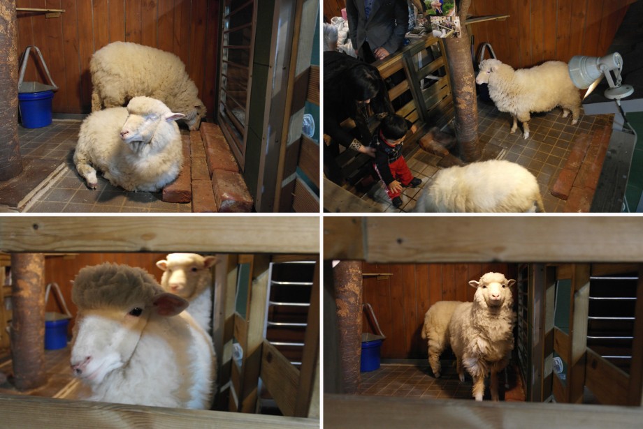 Sheeps In Thanks Nature Cafe Seoul Korea - AspirantSG