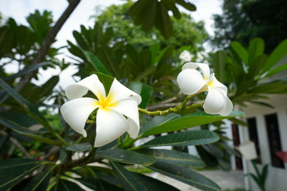 Flowers Along Fort Canning Park Foothills - AspirantSG