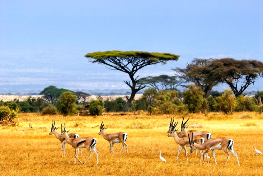 Savanna African Safari Landscape - AspirantSG