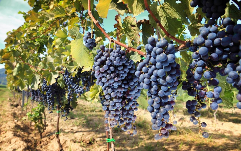 Vineyards In Italy - AspirantSG