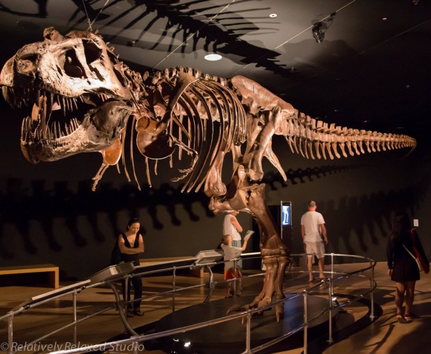 Dawn to extinction exhibition singapore Dinosaurs Fossil - AspirantSG
