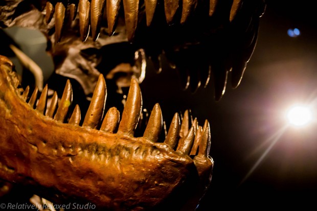 Dawn to extinction exhibition singapore T Rex Jaws - AspirantSG