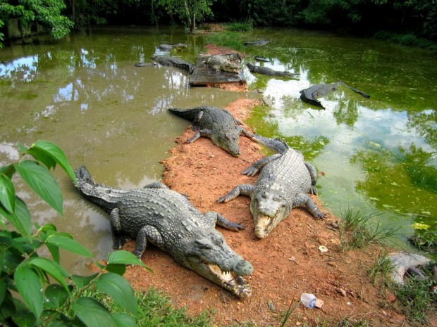Crocodile Barnacles - AspirantSG