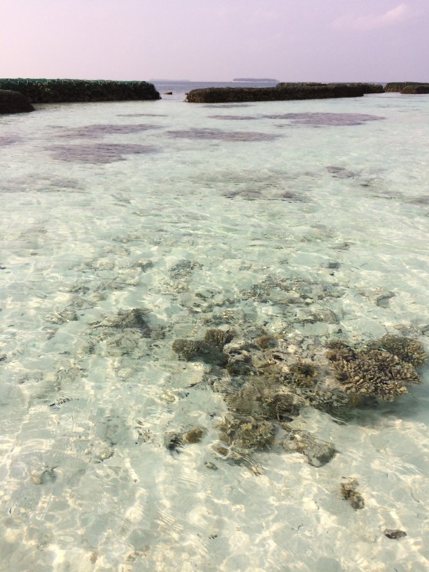Maldives Reefs - AspirantSG