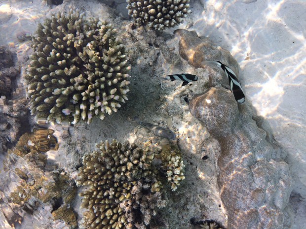 Vilu Reef Live Reef - AspirantSG