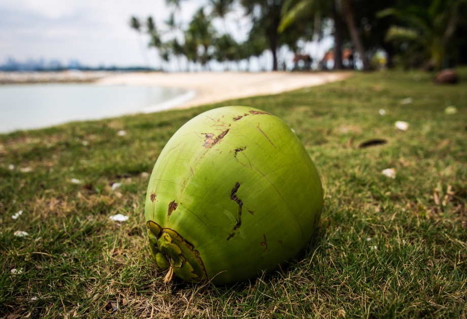 Coconut On Sisters Islands - AspirantSG