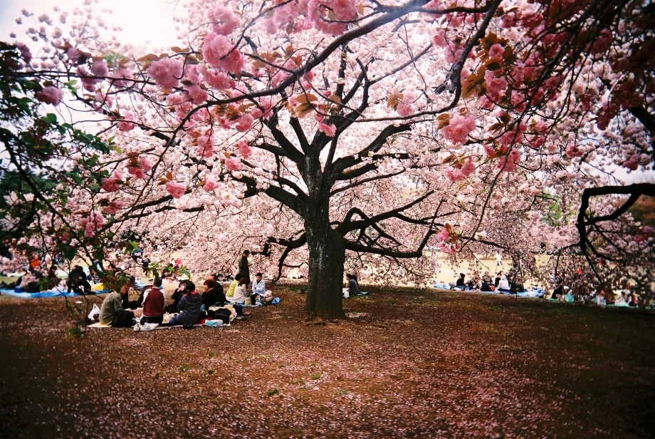 Shinjuku Gyoen Cherry Blossoms - AspirantSG