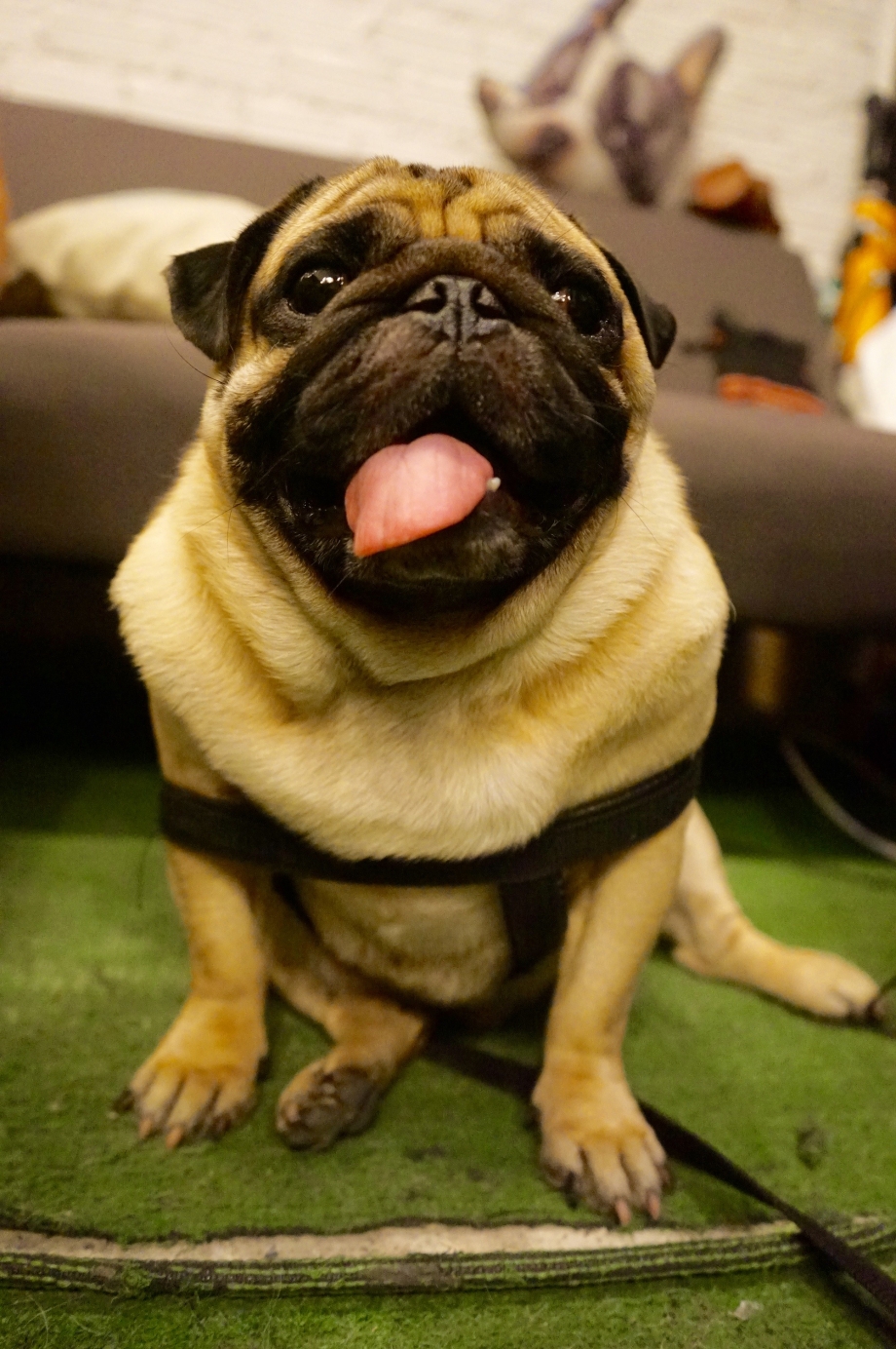 Adorable Pup Cafe Talad Roi Fai Bangkok - AspirantSG 