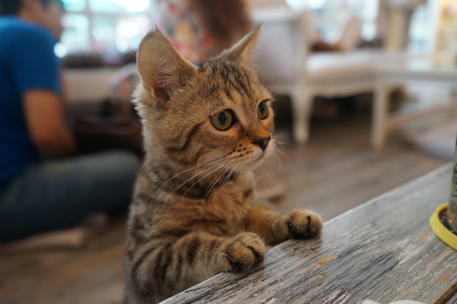 Curious cats at Caturday Cats Cafe - AspirantSG
