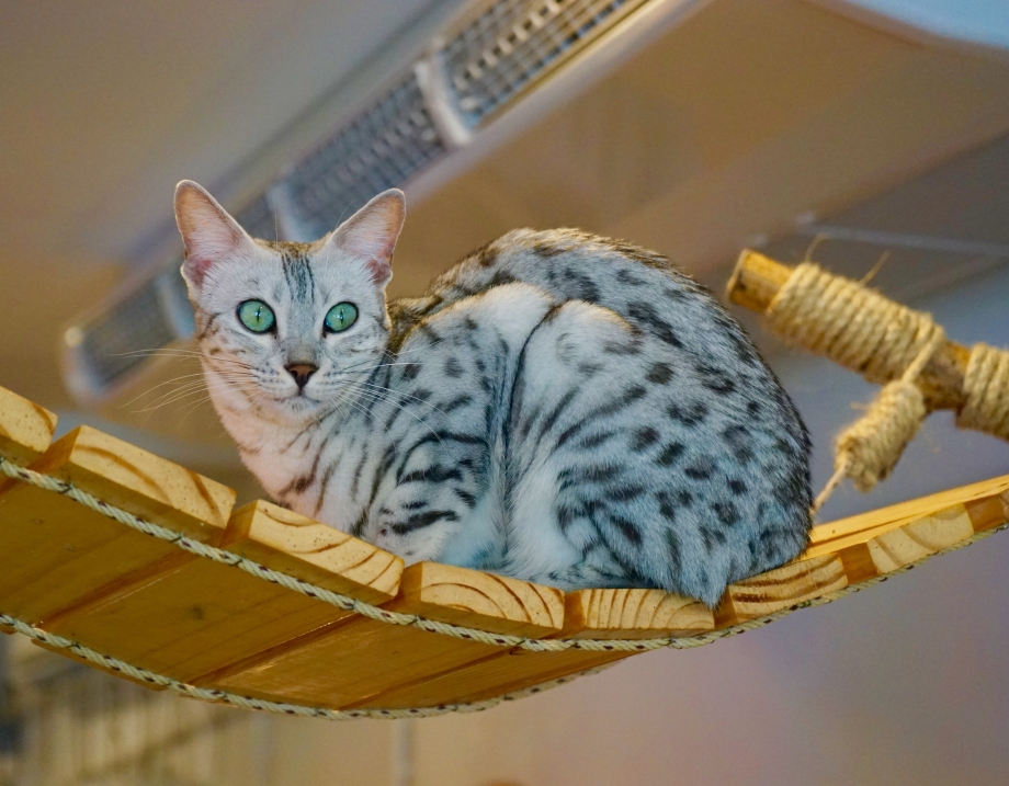 Cats with beautiful eyes Caturday Cafe Bangkok - AspirantSG