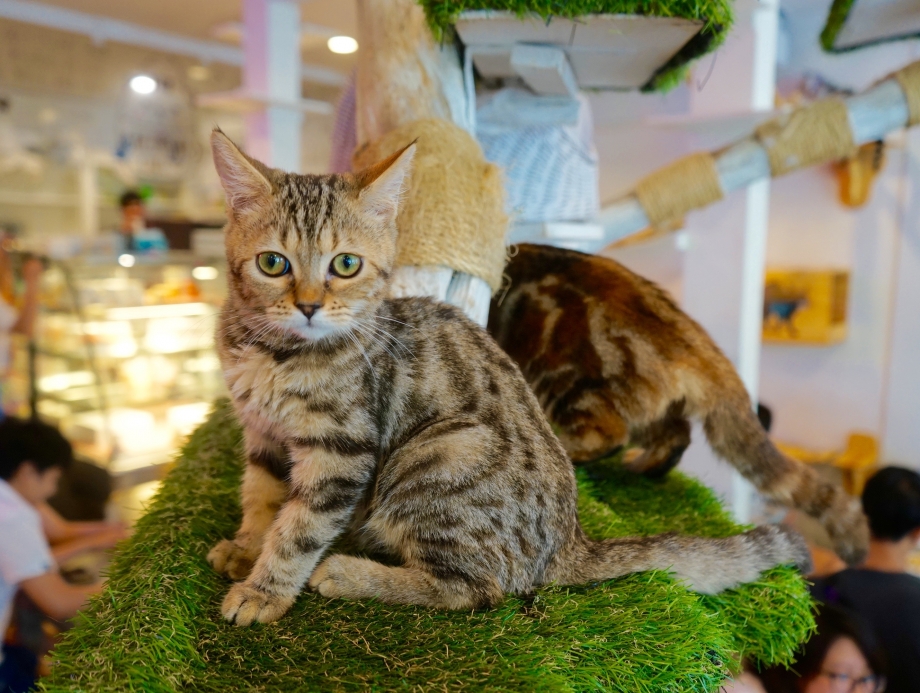 Cats At Play Caturday Cafe Bangkok - AspirantSG