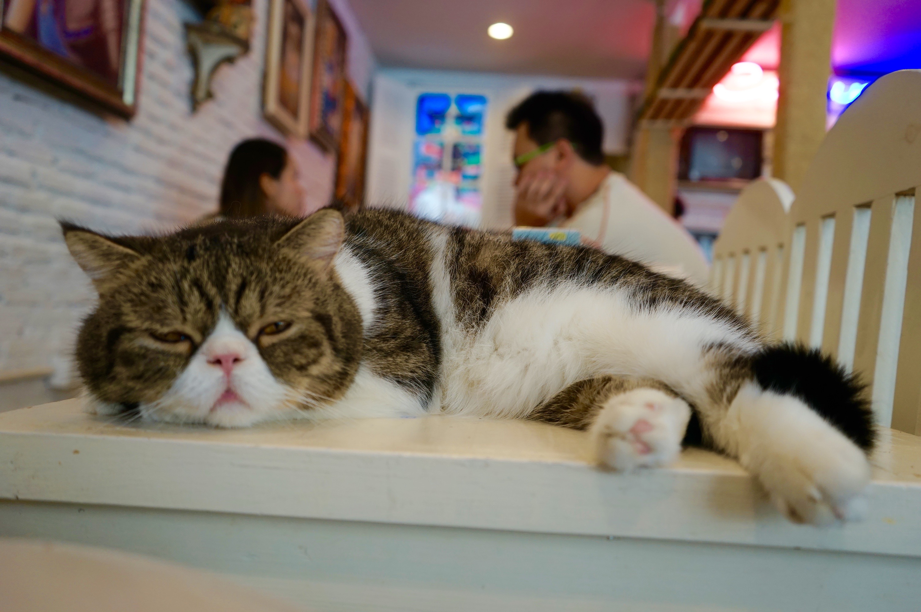 Caturday Cat Cafe Dine With Cats In Bangkok Thailand