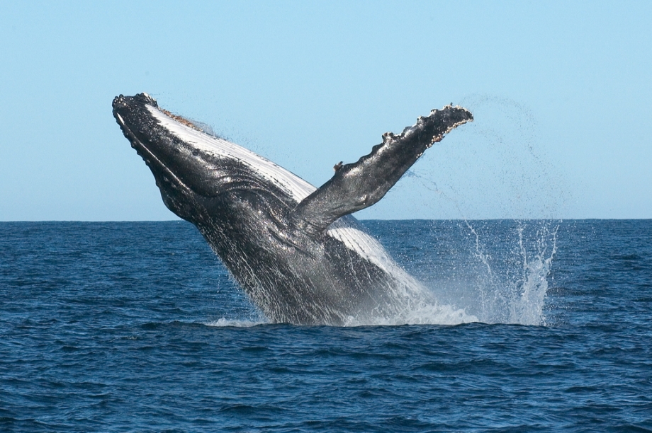 Humpback Whale Port Stephens - AspirantSG
