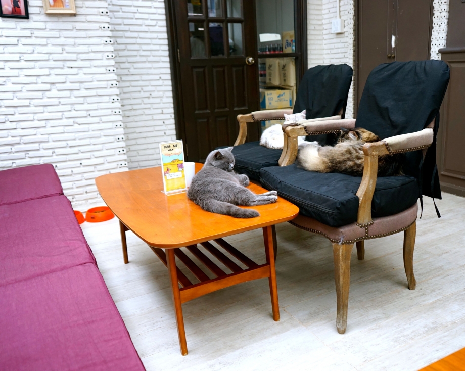 Cats lazing around diners Purr Cat Cafe Club - AspirantSG