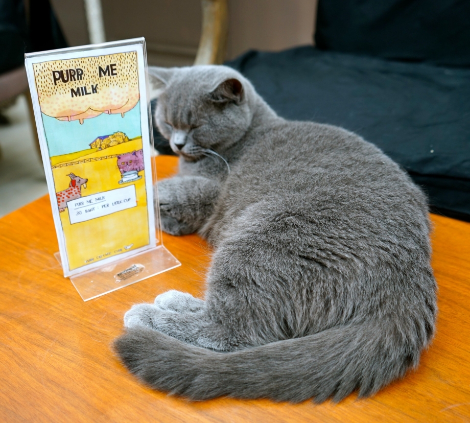Buy Me A Drink Purr Cat Cafe Club - AspirantSG