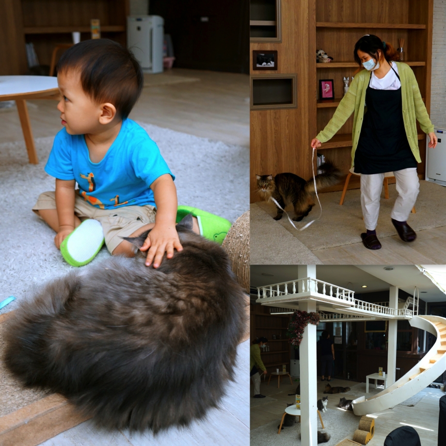Interactions With Cats At Purr Cat Cafe Club - AspirantSG
