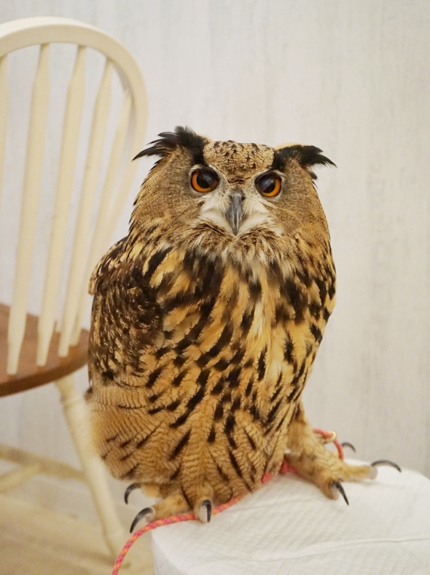 The Largest Owl In Akiba Fukurou Owl Cafe - AspirantSG