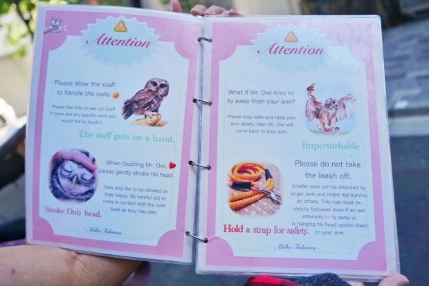 Information on Owls Before entering the cafe - AspirantSG