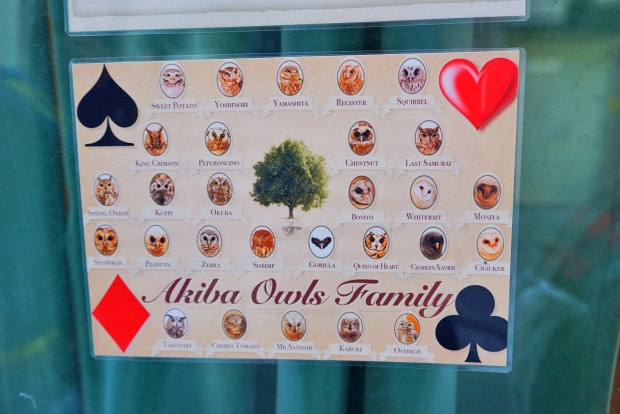 Akiba Fukurou Owl Cafe Family Tree - AspirantSG