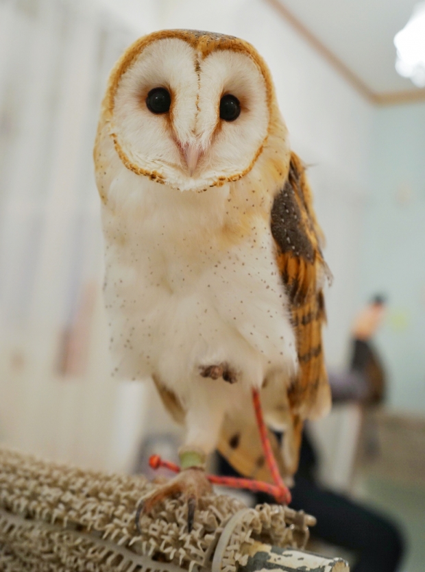 Barn Owl at Akiba Fukurou Owl Cafe - AspirantSG