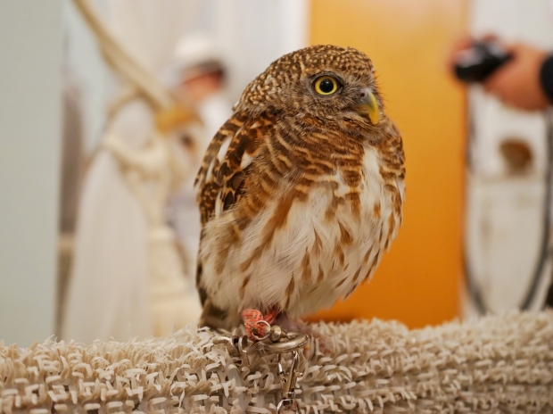 Cherry Tomato at Akiba Fukurou Owl Cafe - AspirantSG