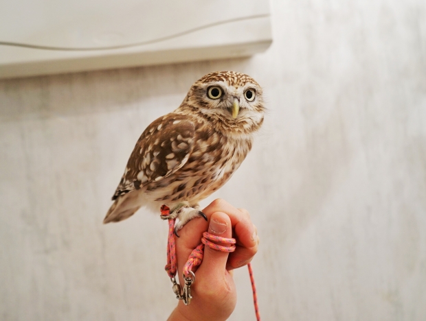 Mr Yamashita I choose you at Akiba Fukurou Owl Cafe - AspirantSG