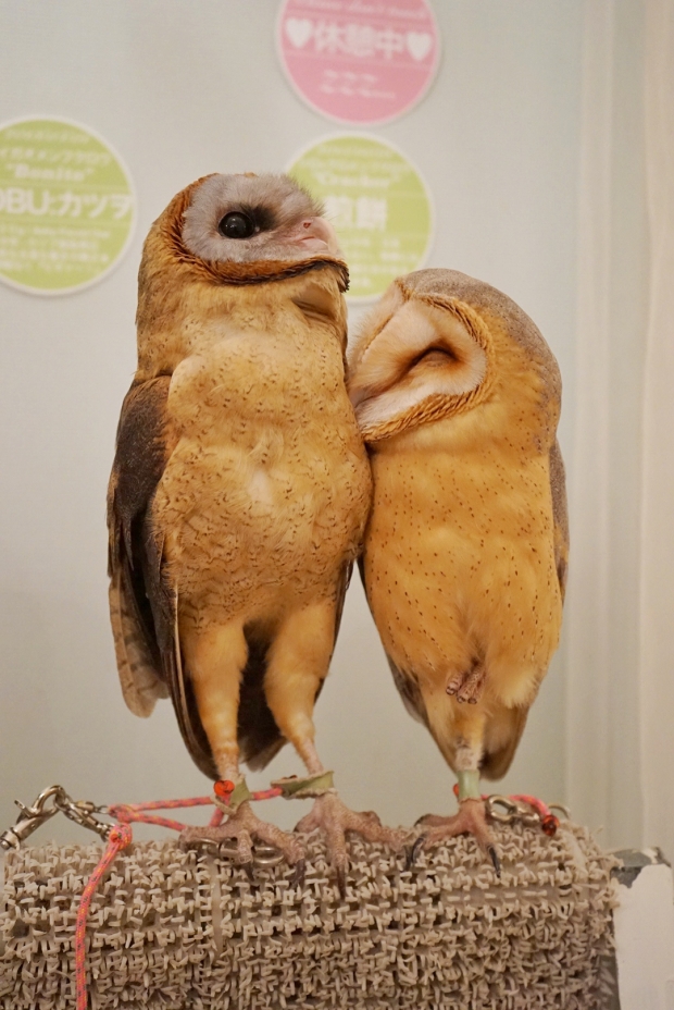 Lovey Dovey Barn Owls at Akiba Fukurou Owl Cafe - AspirantSG