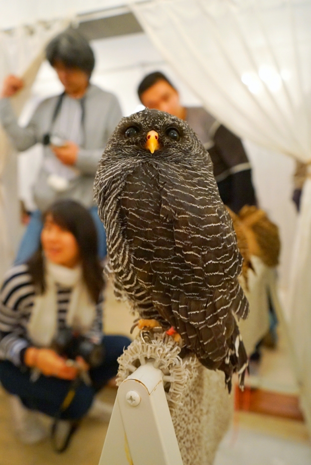 Choosing Your Owl At Akiba Fukurou Owl Cafe - AspirantSG