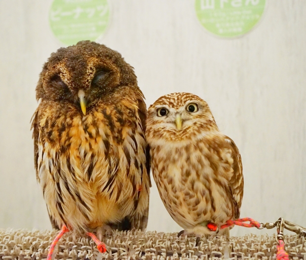 Mr Yamashita at Akiba Fukurou Owl Cafe - AspirantSG