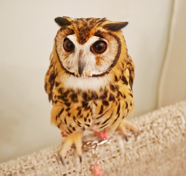 Strikingly Beautiful Owls At Akiba Fukurou Owl Cafe - AspirantSG