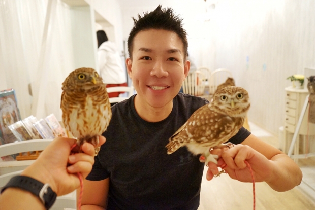 Managing Mr Yamashita at Akiba Fukurou Owl Cafe - AspirantSG