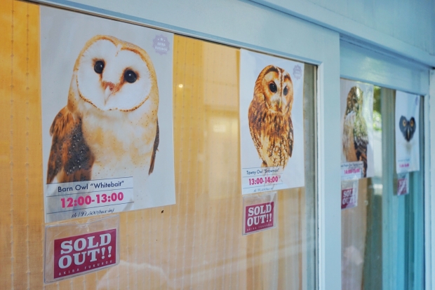 Book Time Slot At Akiba Fukurou Owl Cafe In Advance - AspirantSG