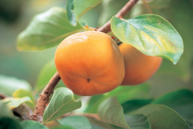 Jiro Persimmon - Toyohasi City, Aichi - AspirantSG