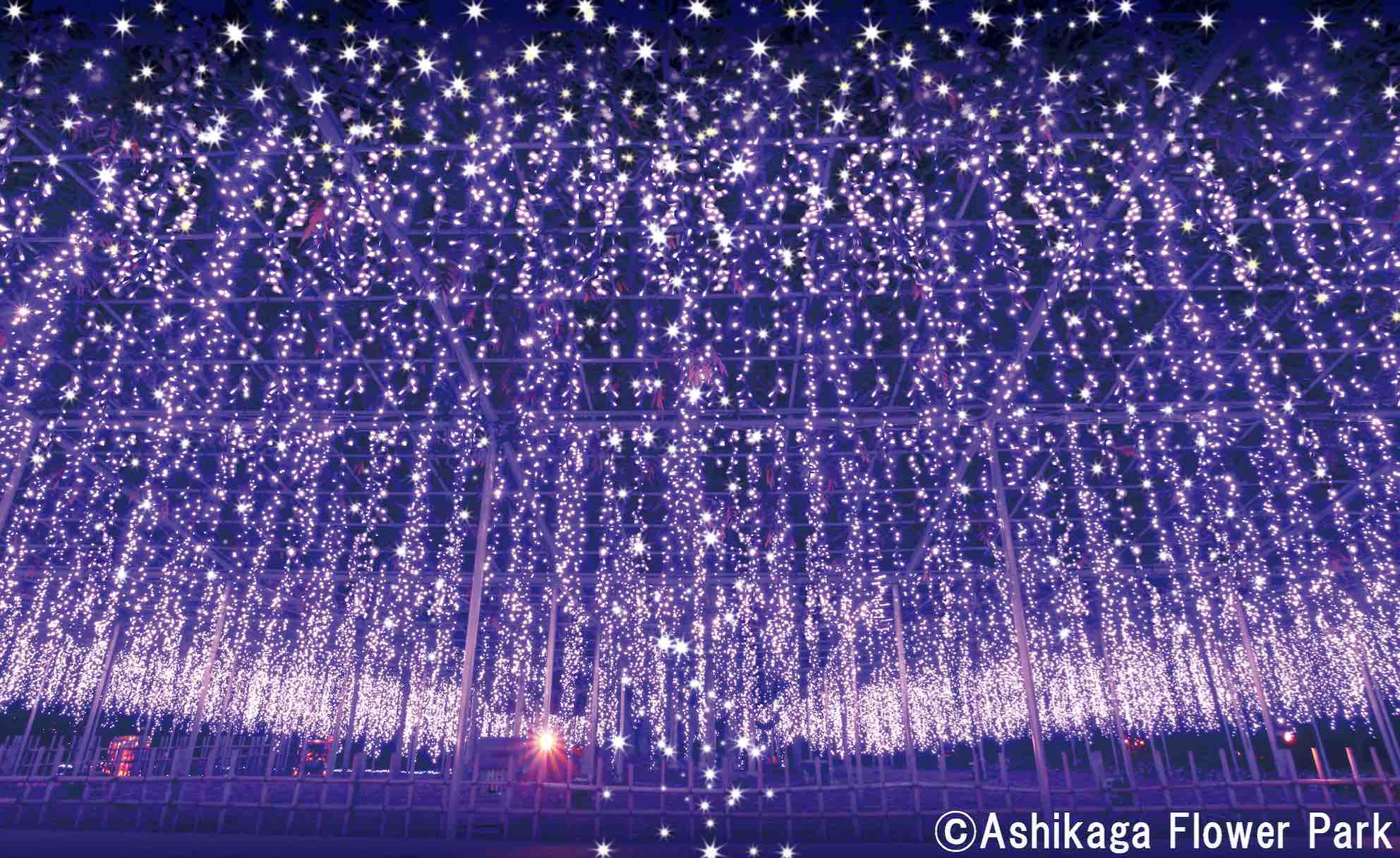 ashikaga-flower-park-flower-fantasy-japan-aspirantsg