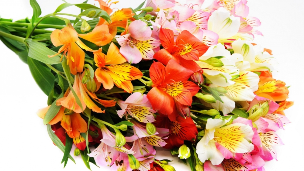 Alstroemeria Bouquet For Valentine's Day - AspirantSG
