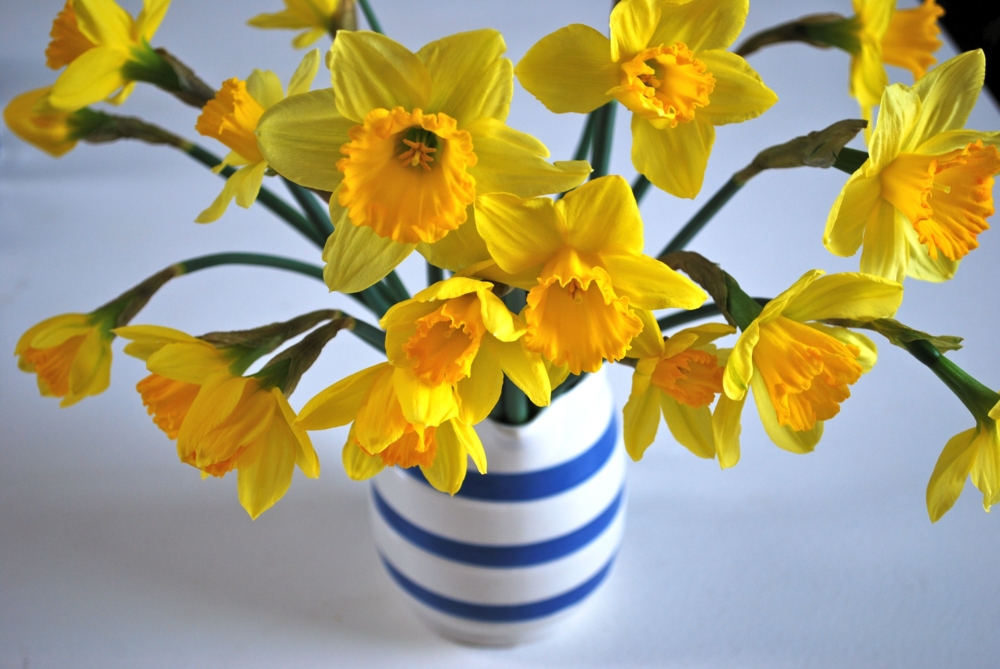 Daffodils For Valentine's Day - AspirantSG