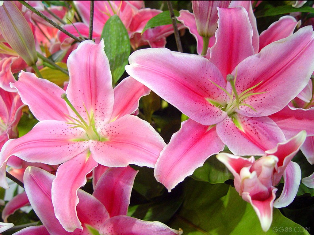 Lilies For Valentine's Day - AspirantSG