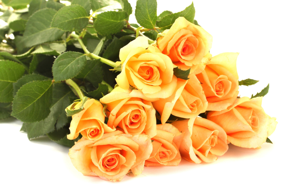 Orange Roses for Valentine's Day - AspirantSG
