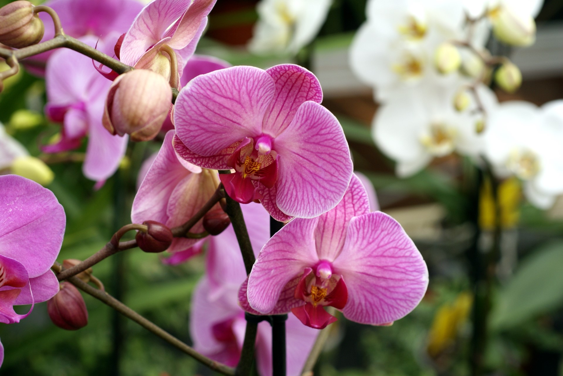 Orchid Bouquet For Valentine's Day - AspirantSG