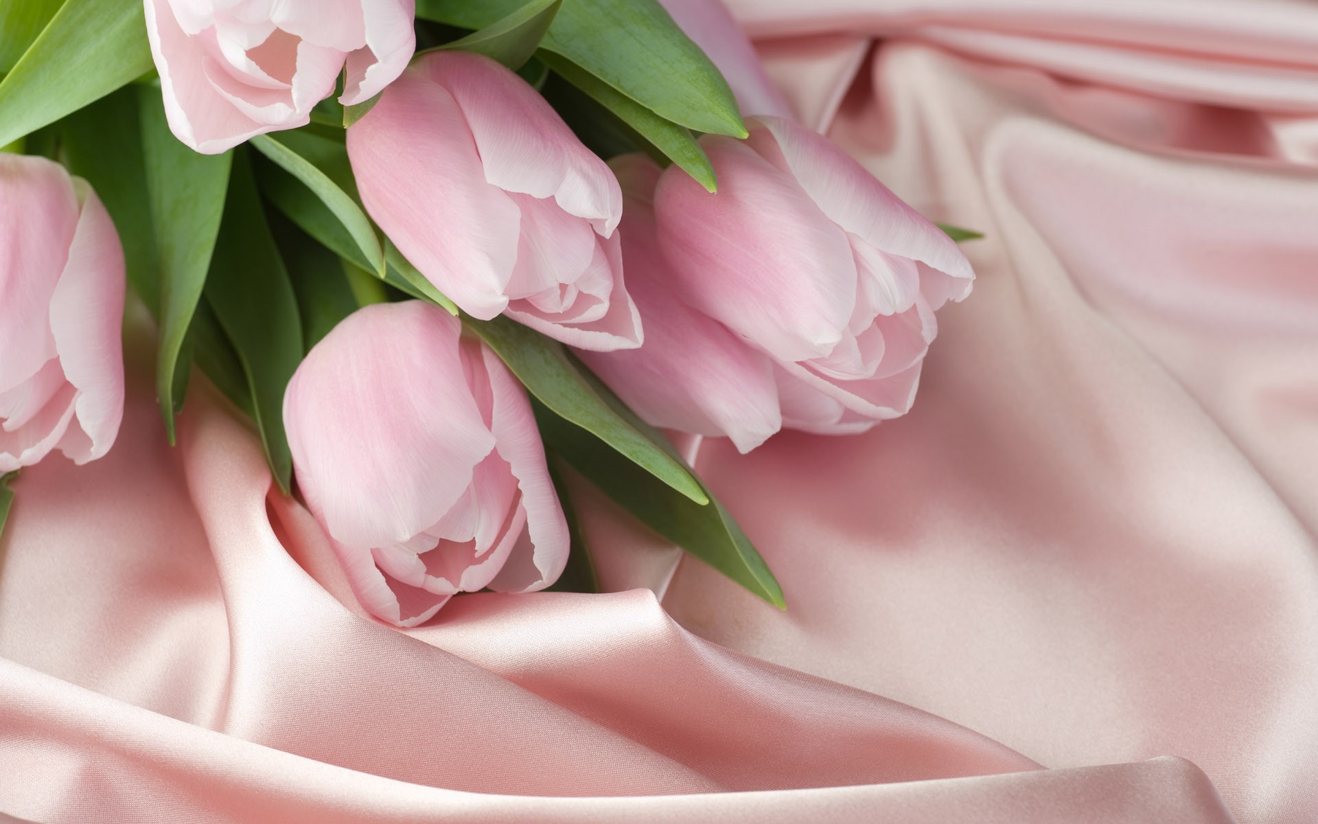 Pink Roses for Valentine's Day - AspirantSG