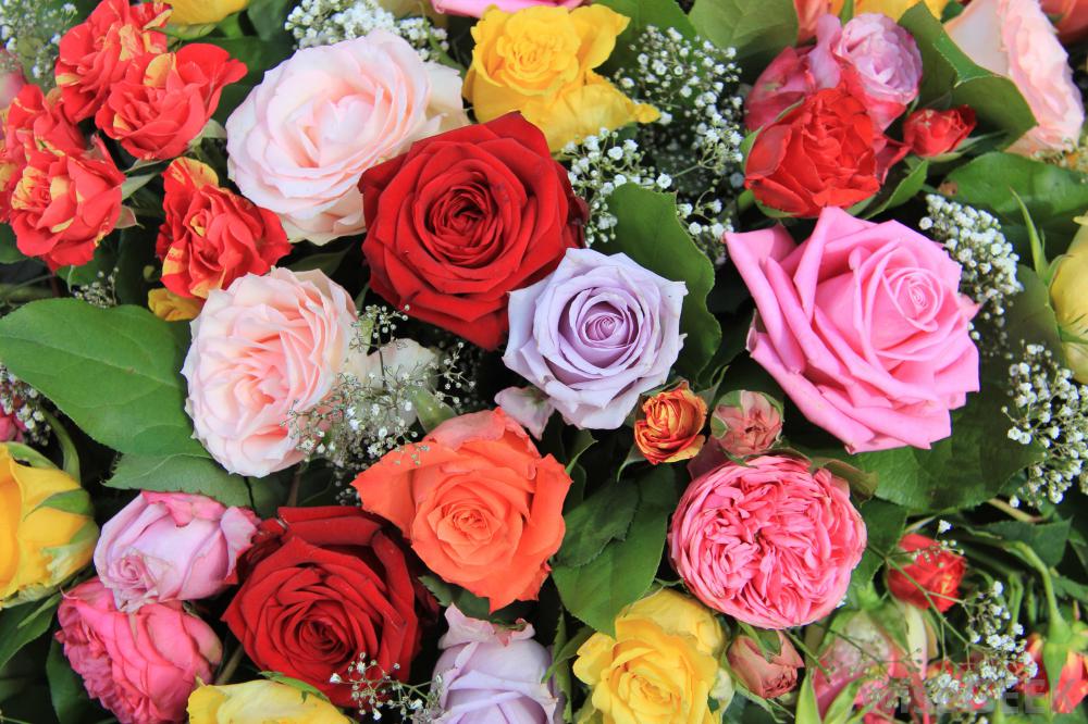 Rose Bouquet Of Different Colors - AspirantSG