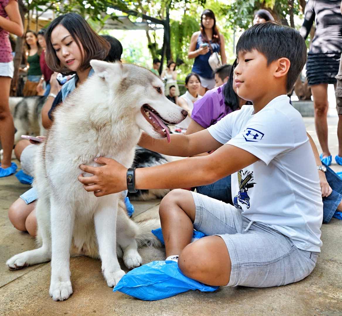Boy With Husky At Neverland Siberian True Love Cafe, Bangkok - AspirantSG