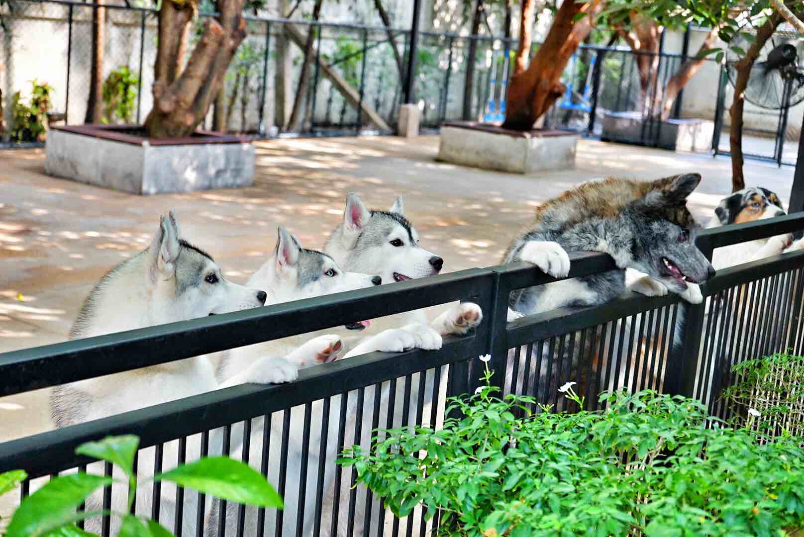 Curious Huskies Neverland Siberian True Love Cafe, Bangkok - AspirantSG