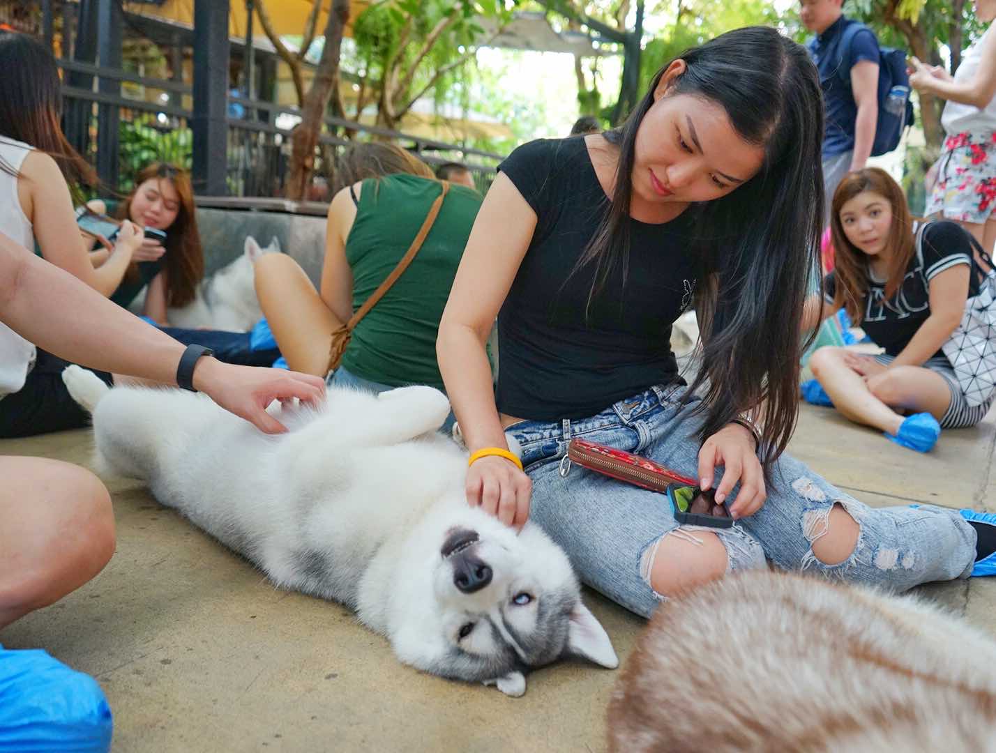 Massaging Husky At Neverland Siberian True Love Cafe, Bangkok - AspirantSG