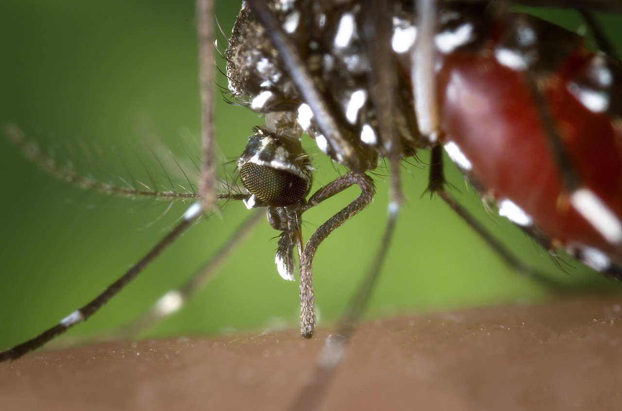 Aedes Mosquito (Pixabay Free Image) - AspirantSG