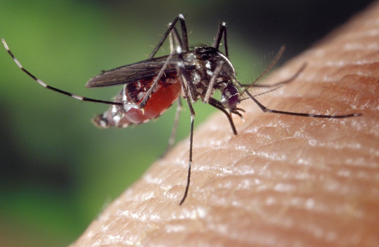 Mosquito (Pixabay Free Image) - AspirantSG