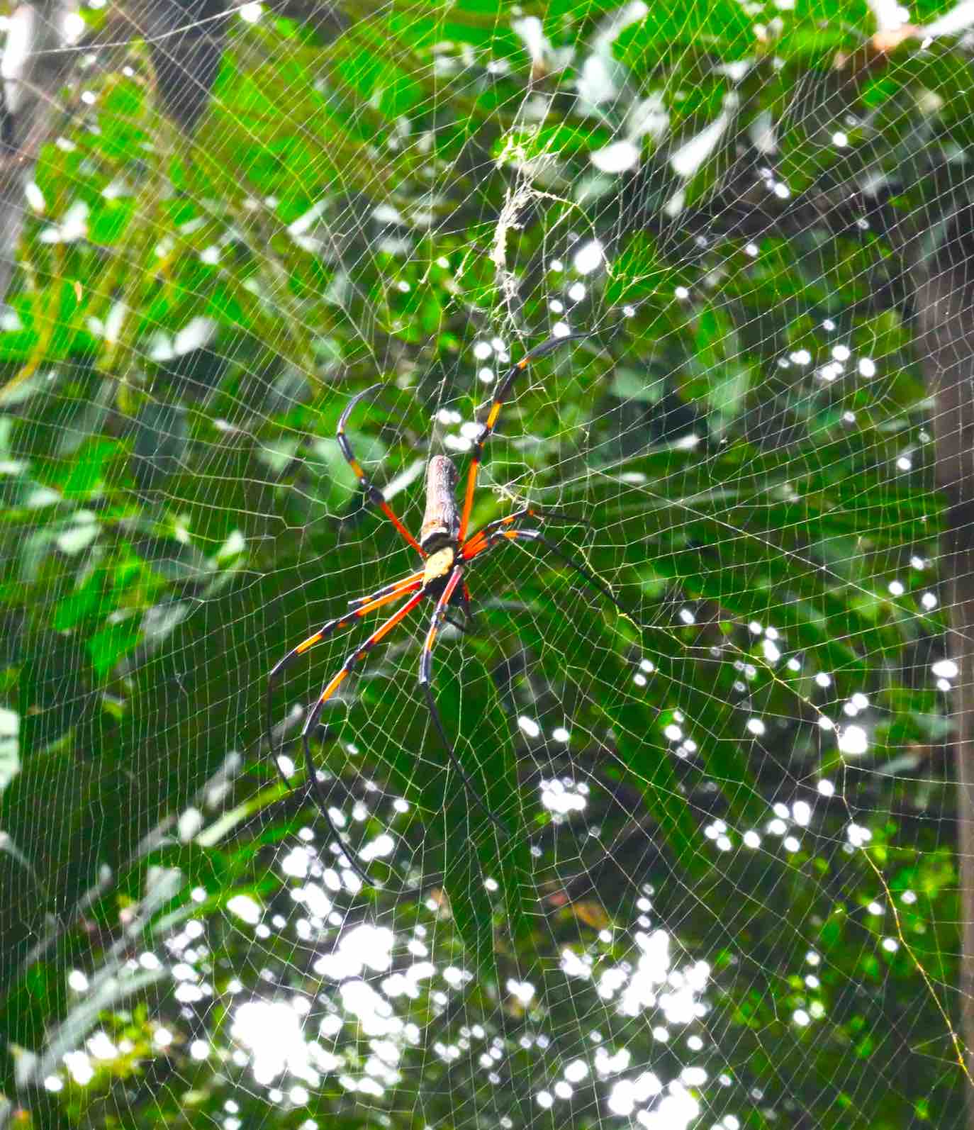 colour-spider-sighted-at-kl-canopy-walk-aspirantsg