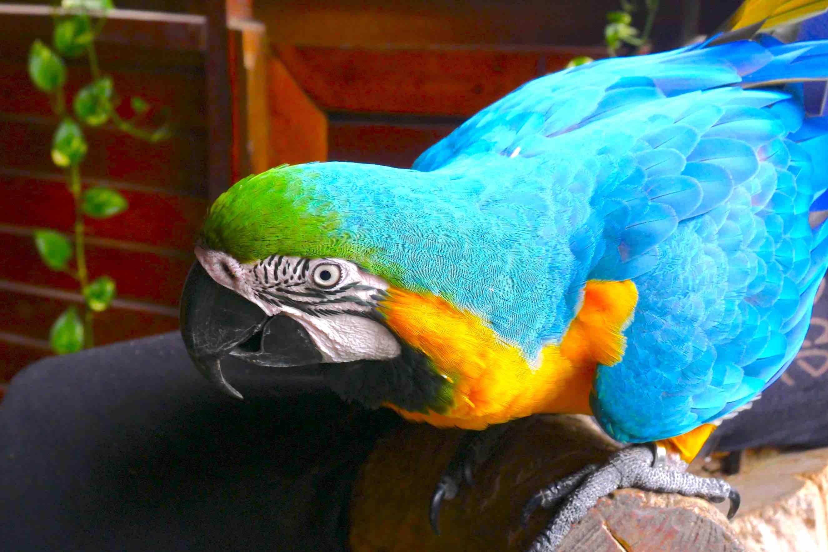 parrots-at-mini-zoo-kuala-lumpur-aspirantsg