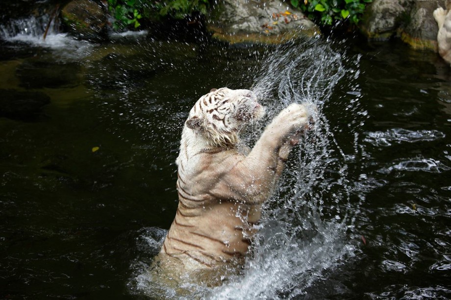 Singapore Zoo - AspirantSG